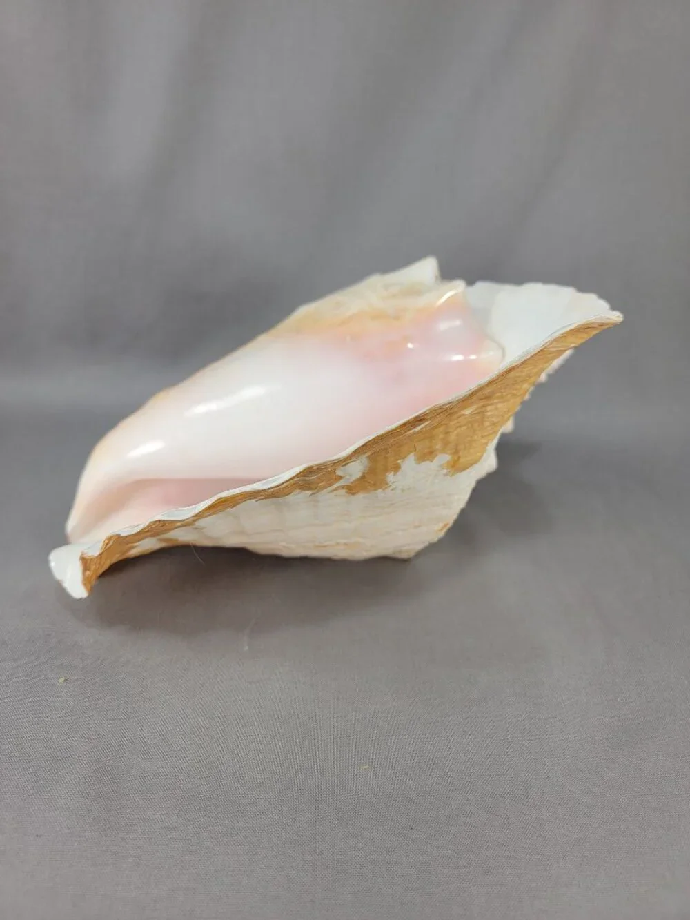 Vtg Natural Conch Shell Seashell Beach Nautical Home Decor Distressed Weathered